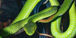 Mơ thấy rắn đánh con gì khi rắn màu xanh lục?